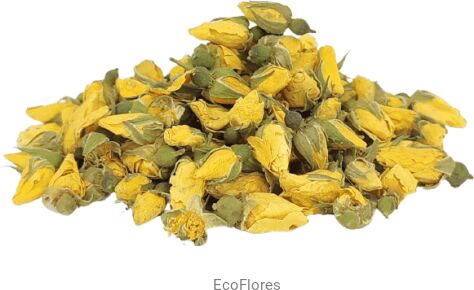 Róża pąk suszony żółty