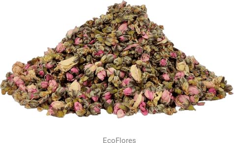 Brzoskwinia pąki kwiatów