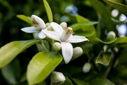 Hydrolat z Kwiatów Gorzkiej Pomarańczy Neroli