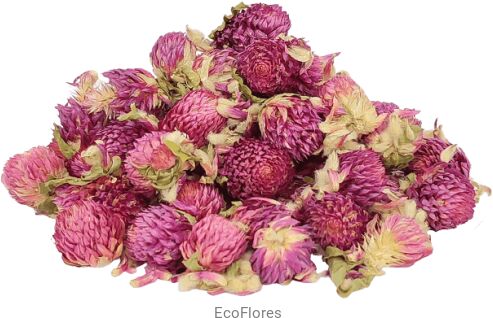 Koniczyna kwiaty suszone