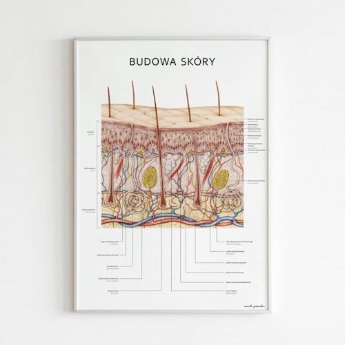 Plakat anatomiczny - BUDOWA SKÓRY