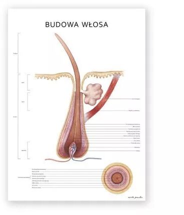 Plakat Budowa Włosa