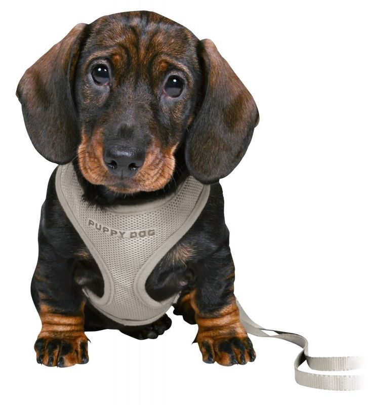 Opinie o - Junior Szelki ze smyczą dla szczeniaka, miękkie