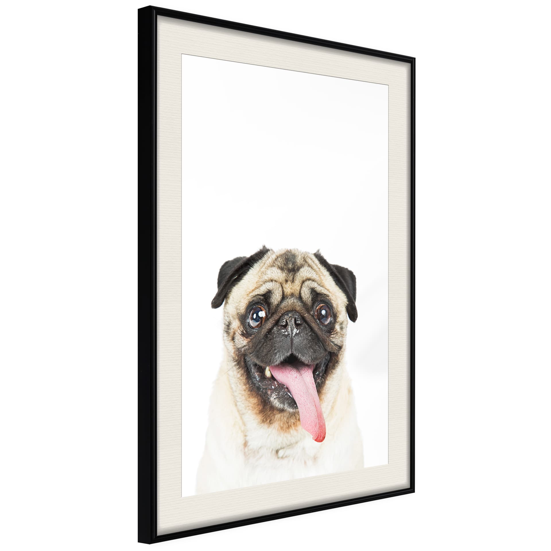Plakat - Śmieszny mops (rozmiar 40x60, wykończenie Rama złota z passe-partout)