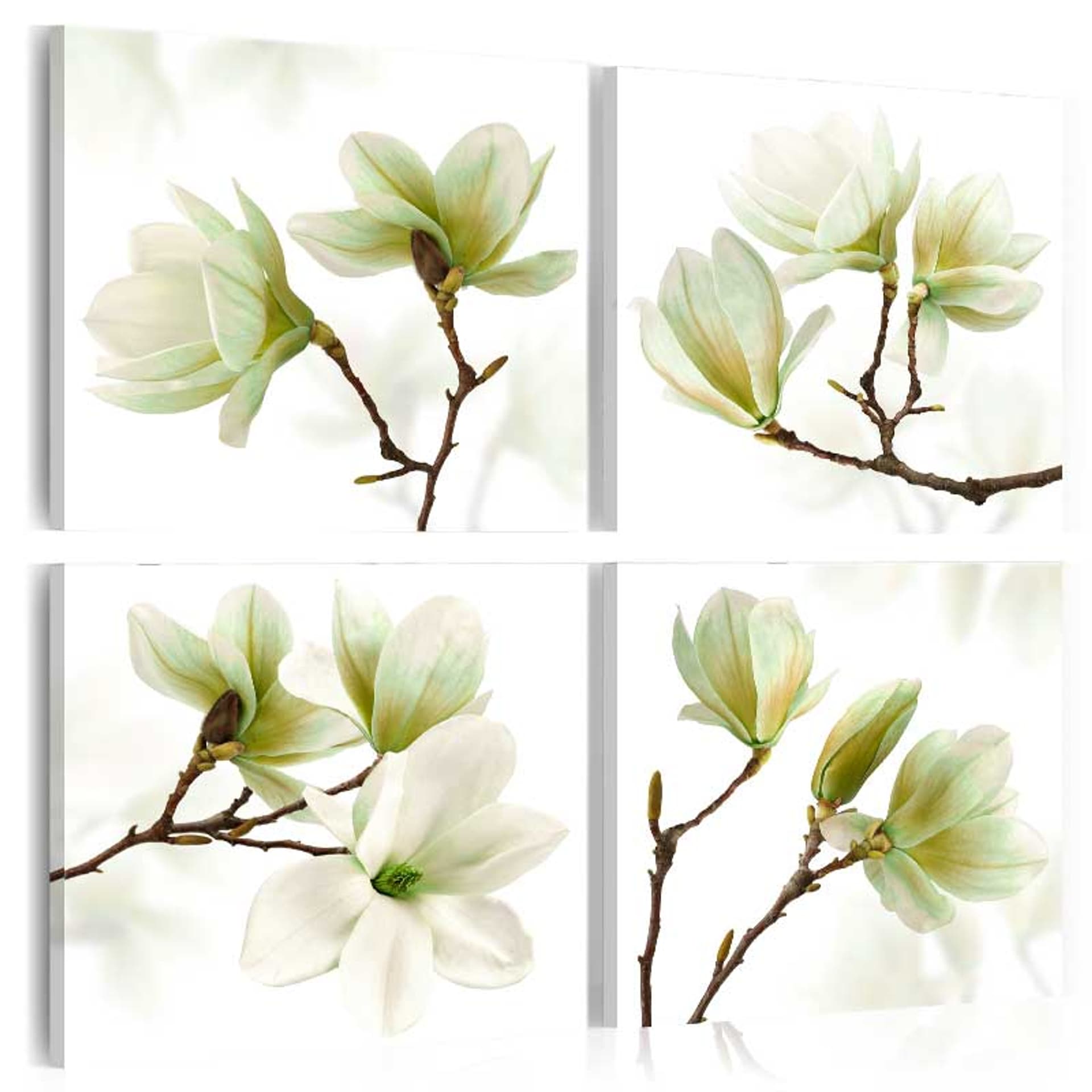 Obraz - Podziw magnolii (rozmiar 40x40)