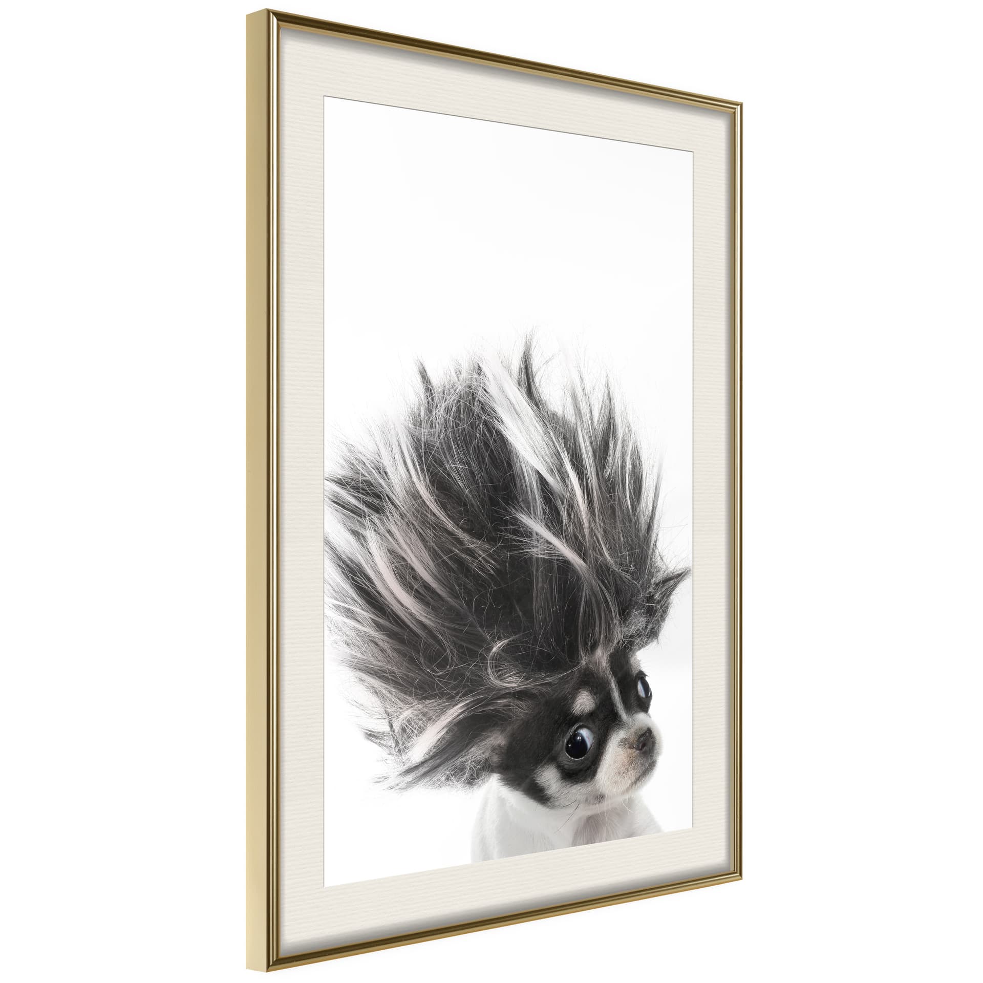 Plakat - Śmieszna chihuahua (rozmiar 40x60, wykończenie Rama złota z passe-partout)