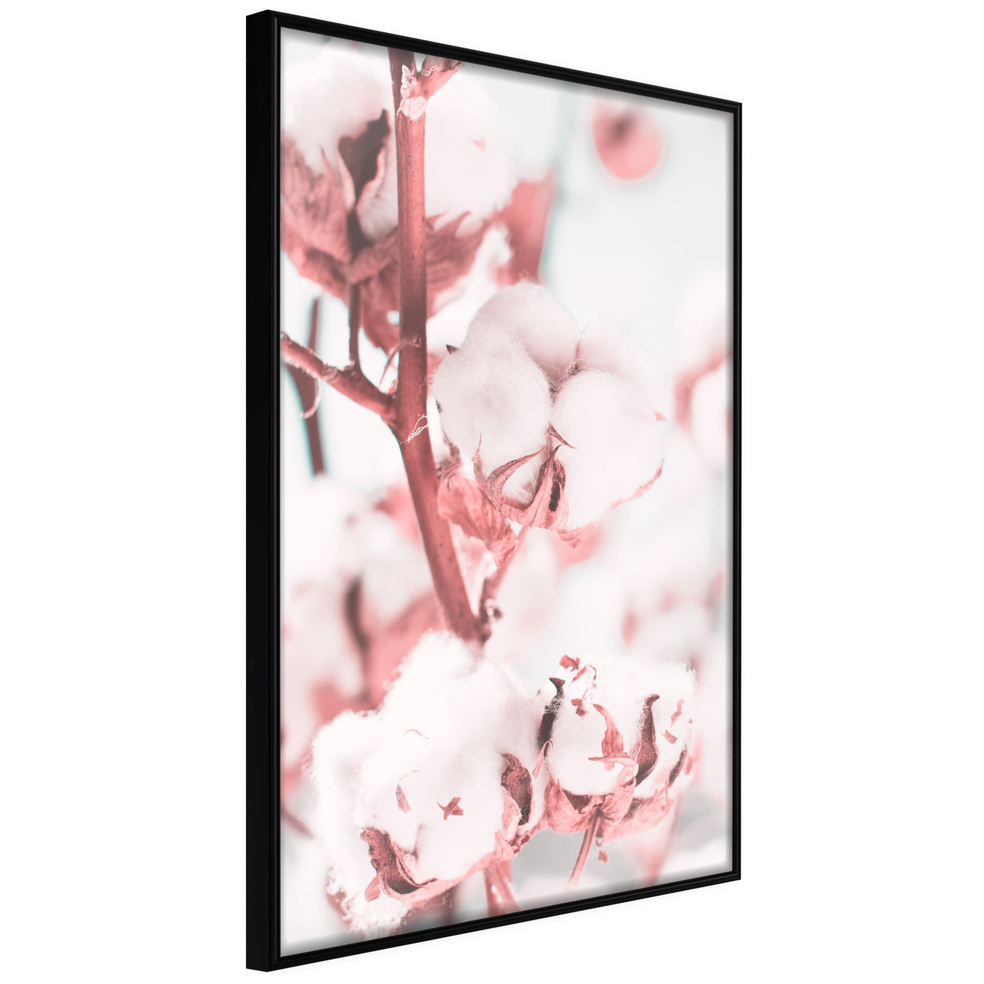 Plakat - Kwiaty bawełny (rozmiar 40x60, wykończenie Rama złota z passe-partout)