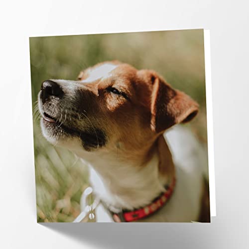 Maturi Pusta kartka z życzeniami z obrazem psa Jack Russell