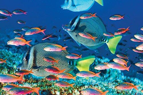 Pyramid Posters Rafa Koralowa Prionurus laticlavius - plakat 91,5x61 PP34126