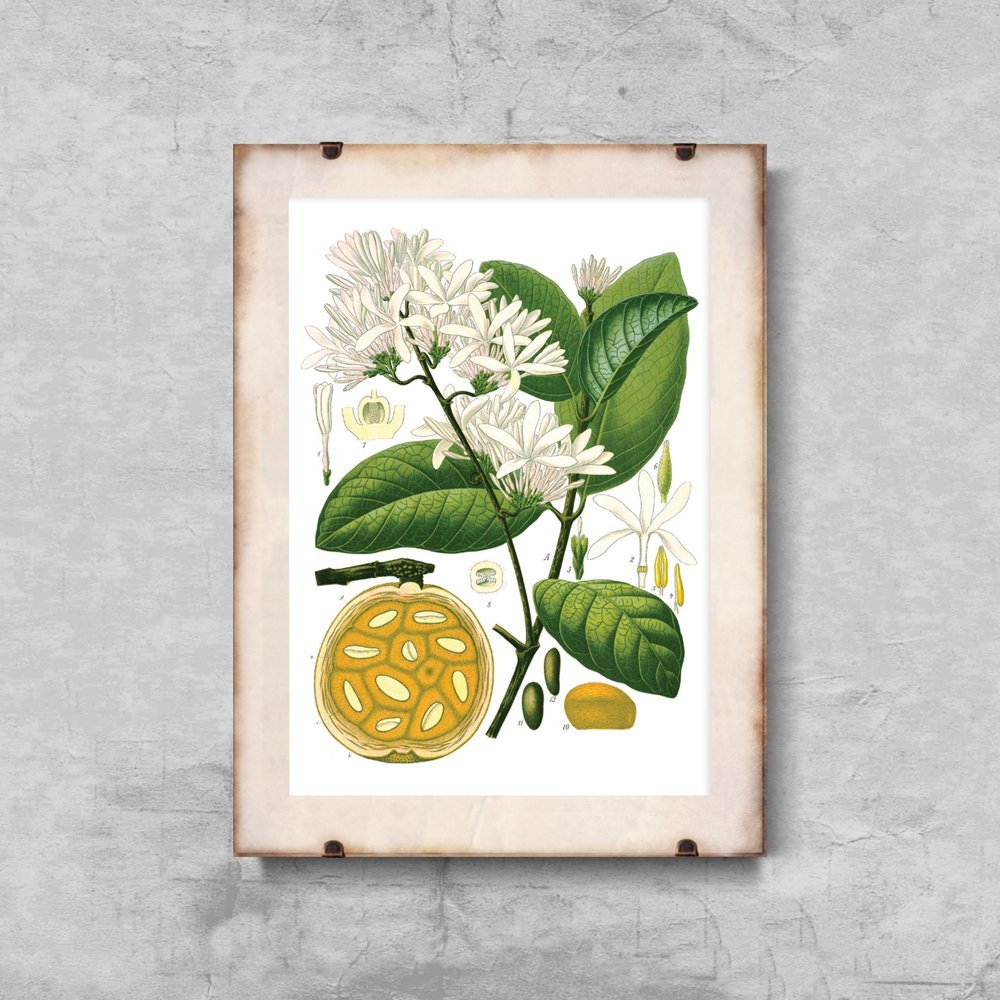 Plakat w stylu retro Landolphia