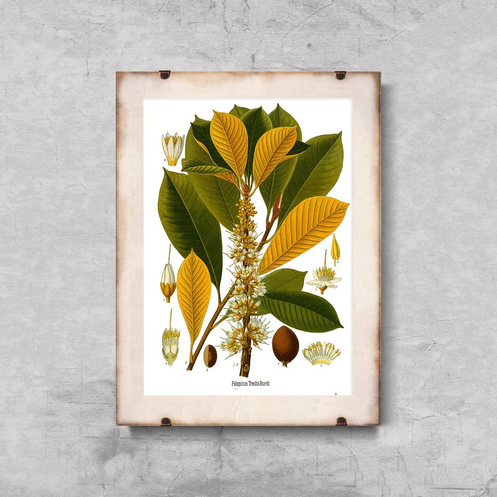 Plakat retro do salonu Sapotaceae