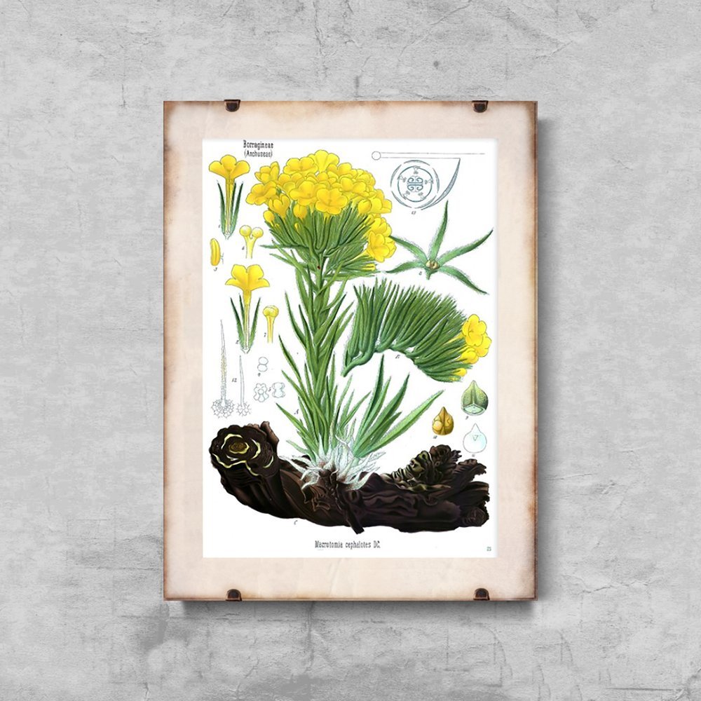 Plakat vintage do salonu Anchusa