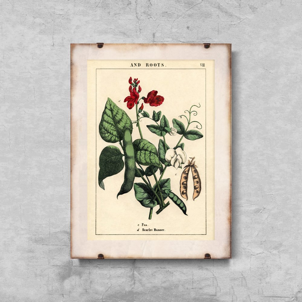 Plakat na ścianę Roślina grochu