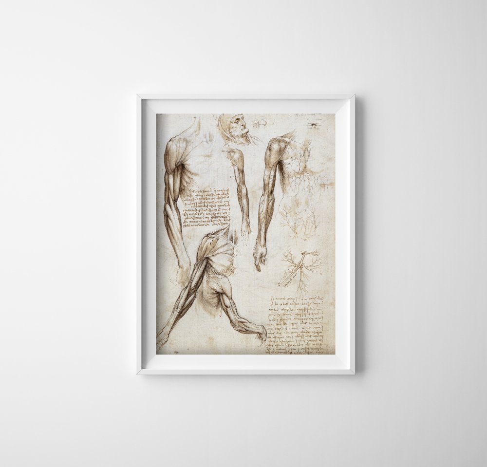 Plakat w stylu vintage Mięśnie kończyn górnych Da Vinci