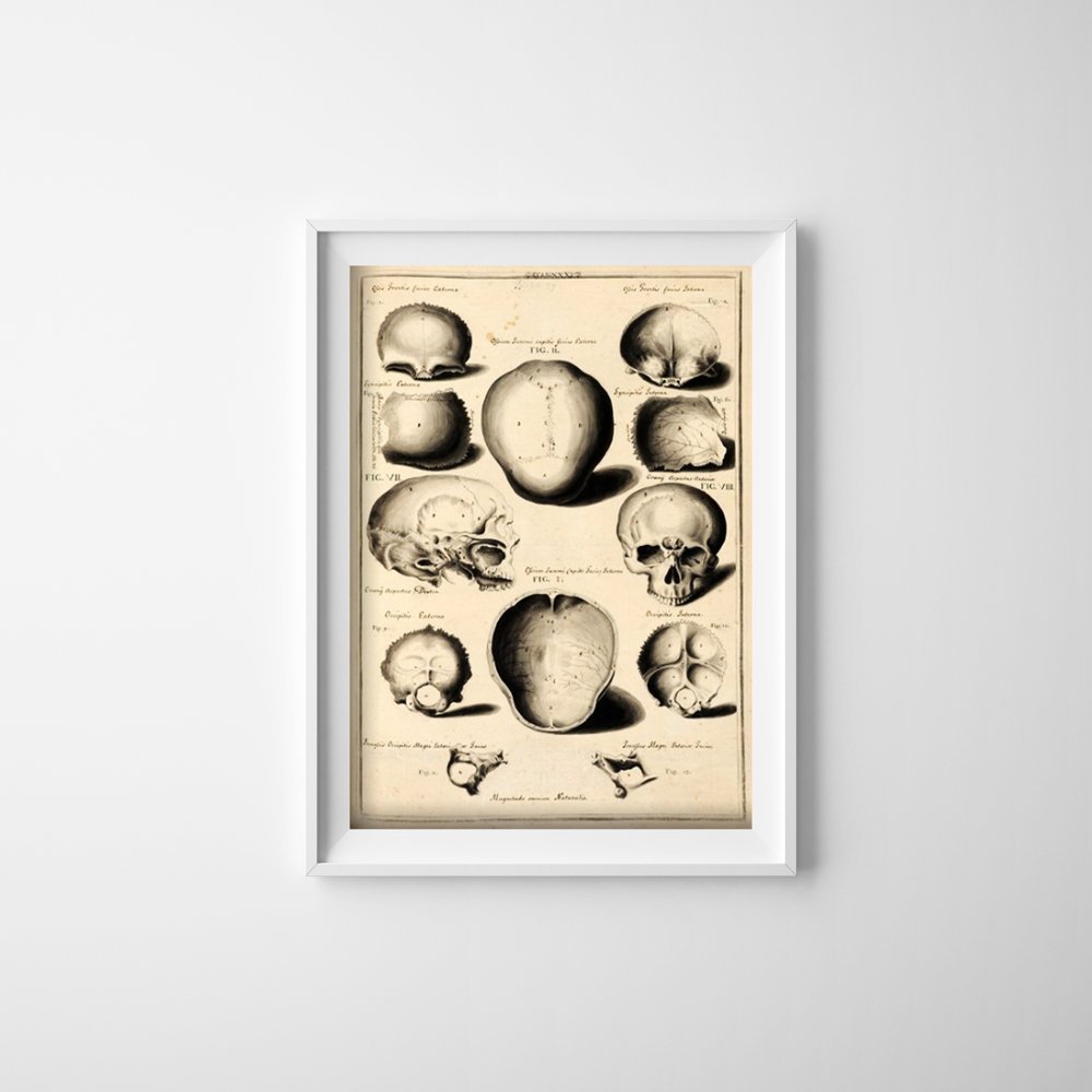 Plakat vintage do salonu Kości twarzy John Fotherby