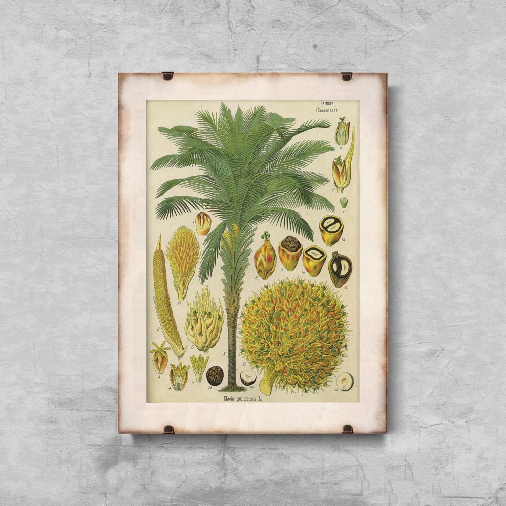 Plakatyw  stylu retro Plakat botaniczny z palmy kokosowej