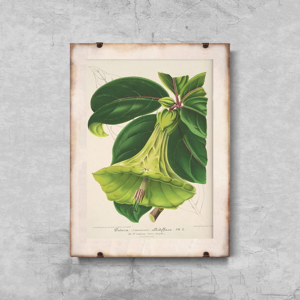 Plakat retro do salonu 1957 Devil Trumpets Floral