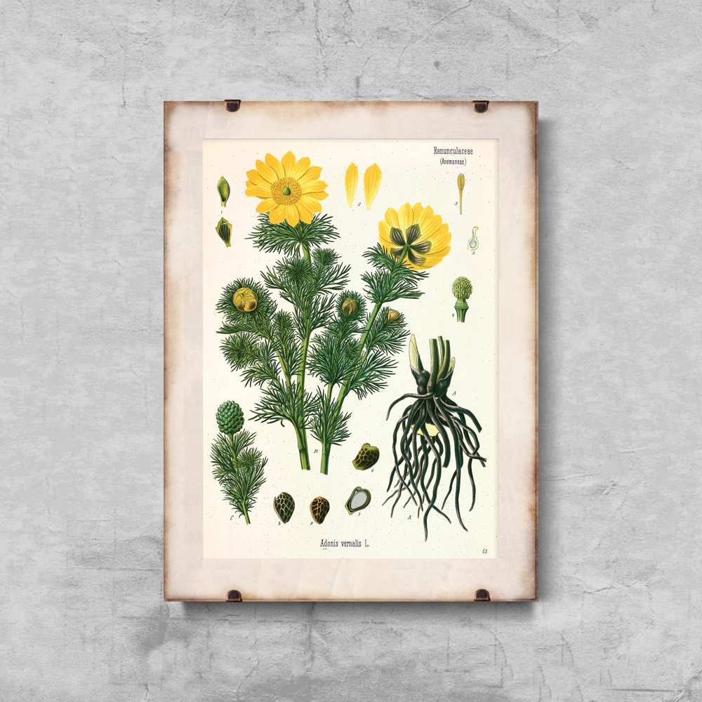 Plakat retro Adonis Vernalis Köhler