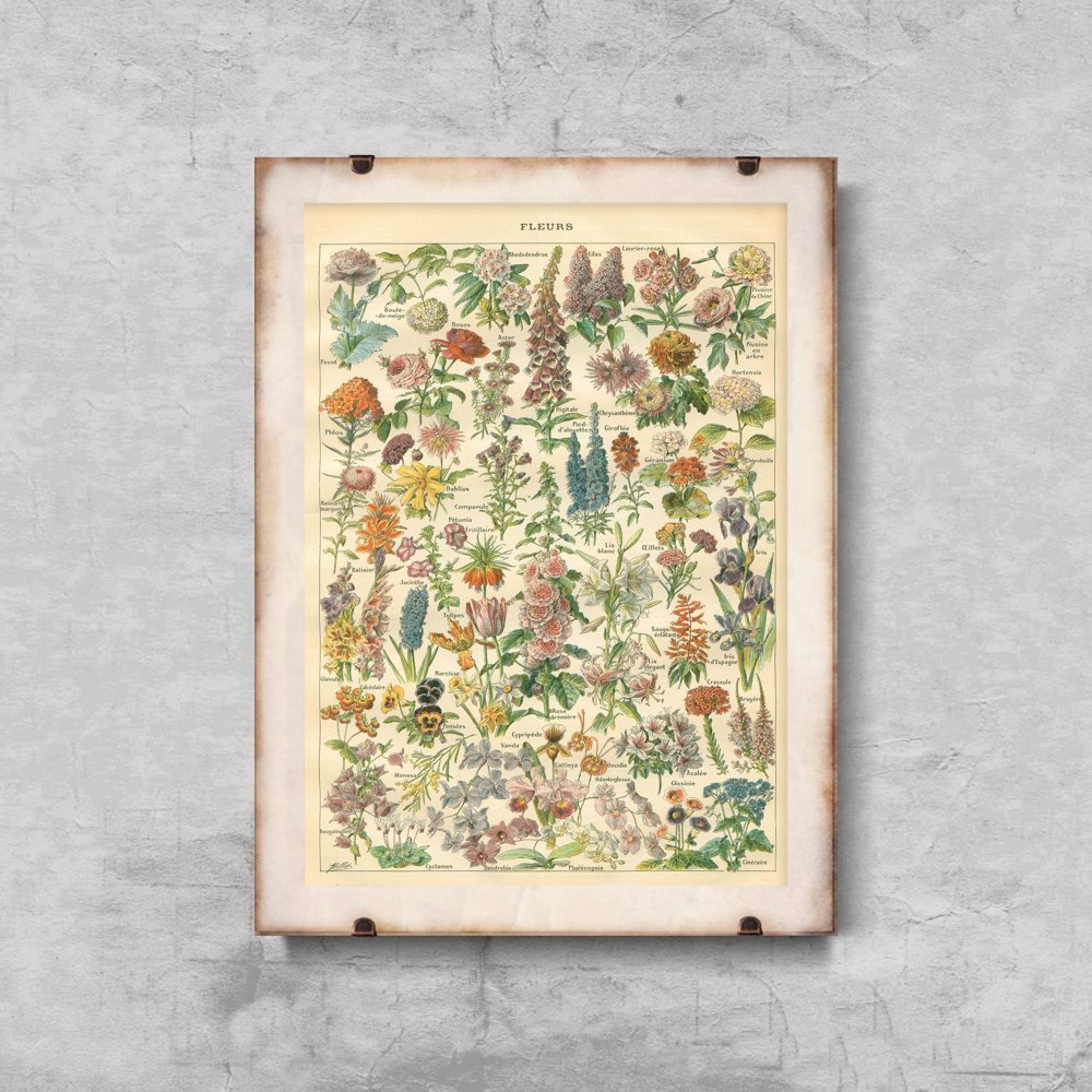 Plakat w stylu vintage Kwiatowy nadruk Adolphe Millo
