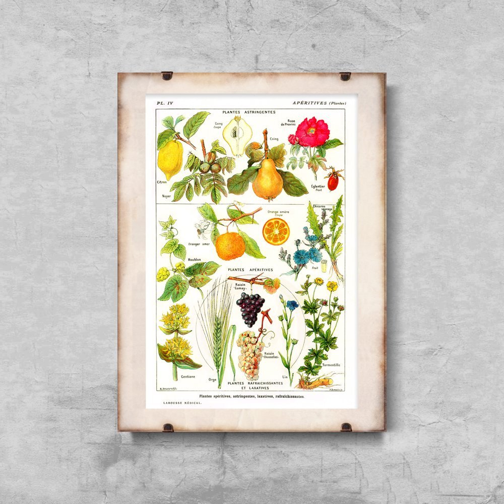 Plakat w stylu vintage Botanika owoce cytrusowe