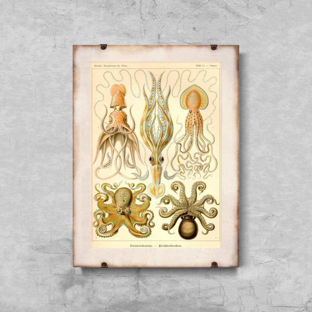Plakatyw  stylu retro Ośmiornica Gamochonia Ernst Haeckel
