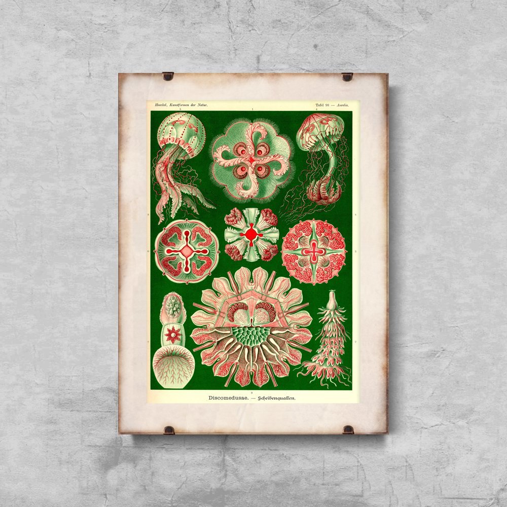 Plakat na ścianę Meduza Ernst Haeckel