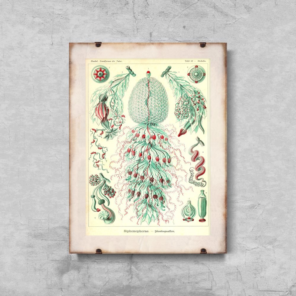 Plakat retro Sihonophorae Ernst Haeckel