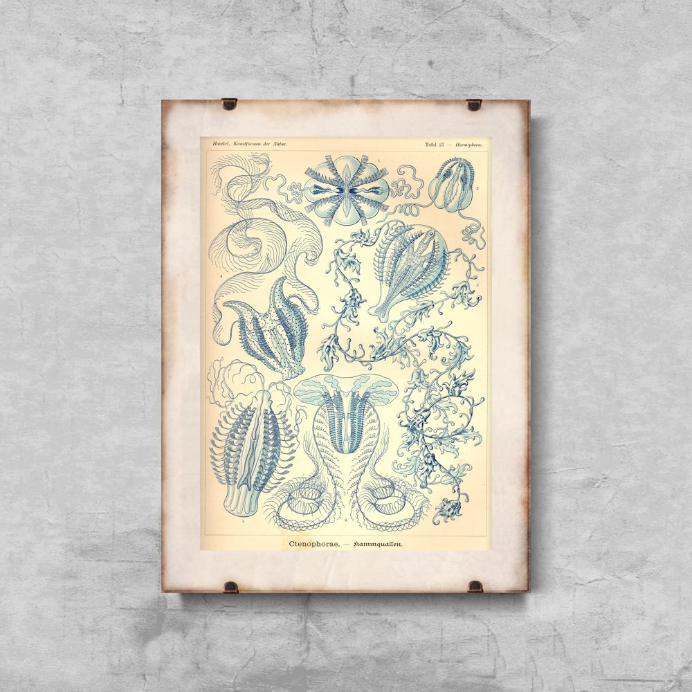 Plakat retro do salonu Ctnenophorae Ernst Haeckel