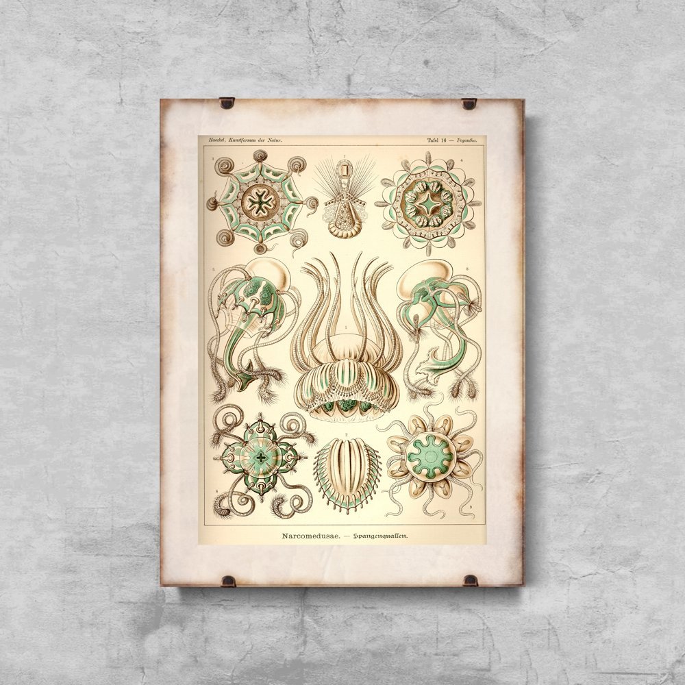 Plakat vintage do salonu Narcmedusae Ernst Haeckel