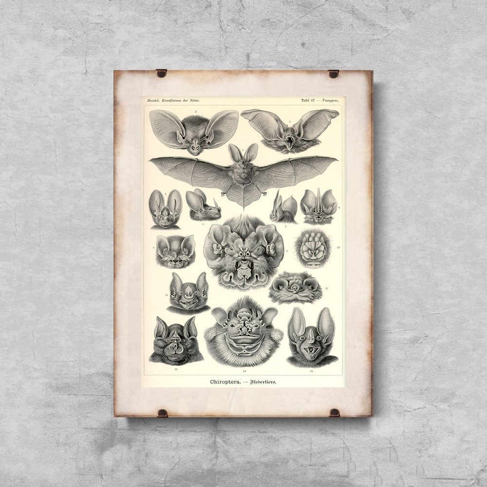 Plakatyw  stylu retro Nietoperze Ernst Haeckel