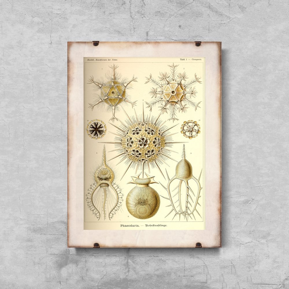 Plakat retro Phaeodaria Ernst Haeckel