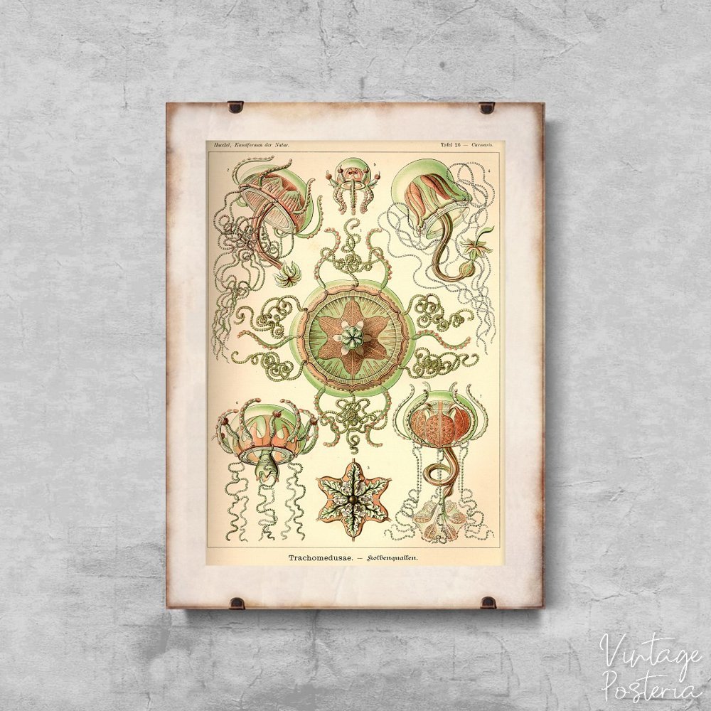 Retro plakat Meduza Ernst Haeckel