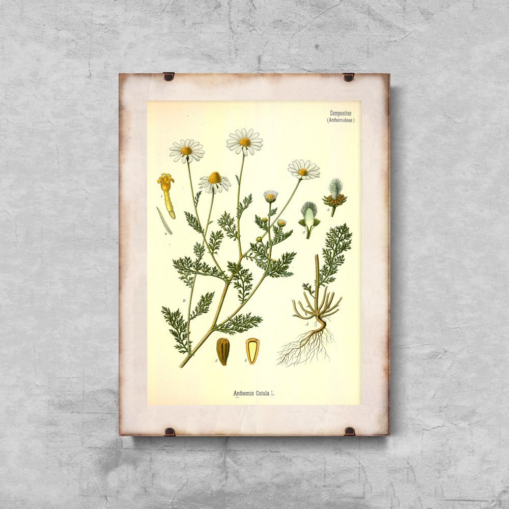 Plakatyw  stylu retro Śmierdzący rumianek botaniczny