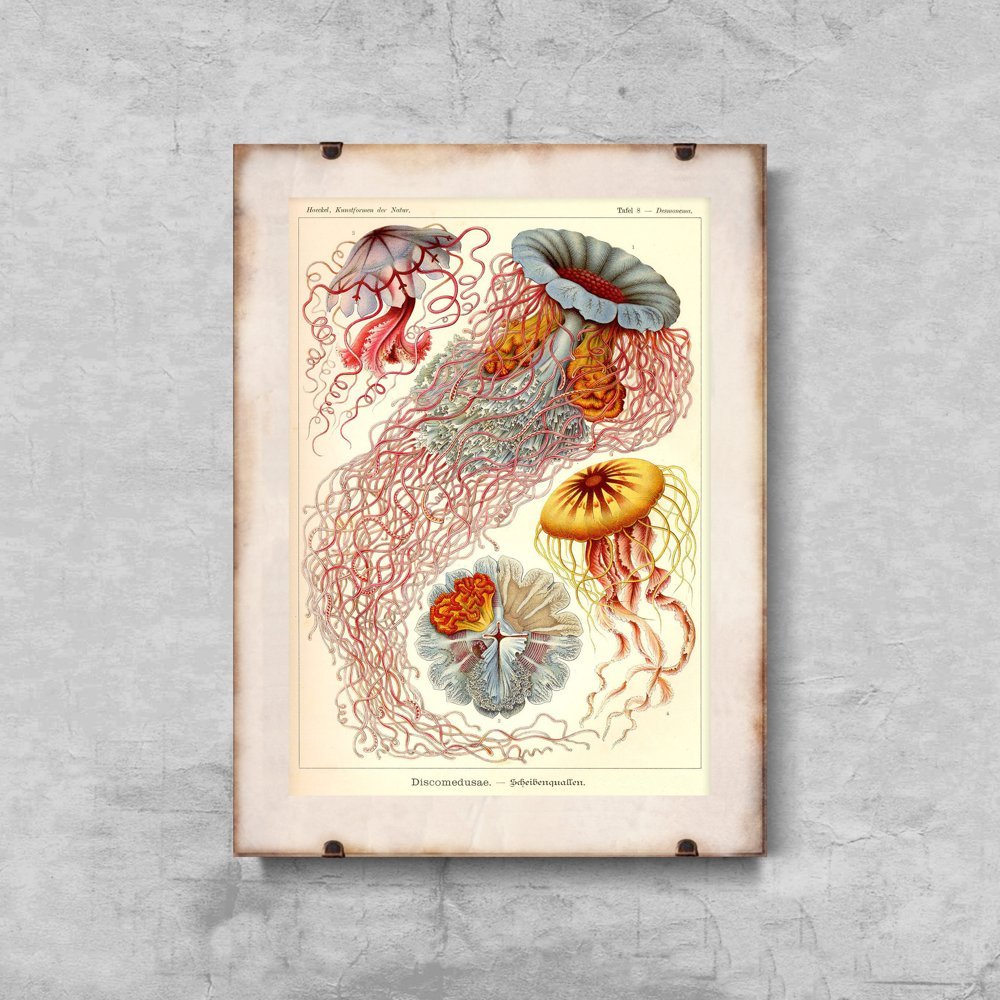 Plakat retro Meduzy Haeckel Ernst