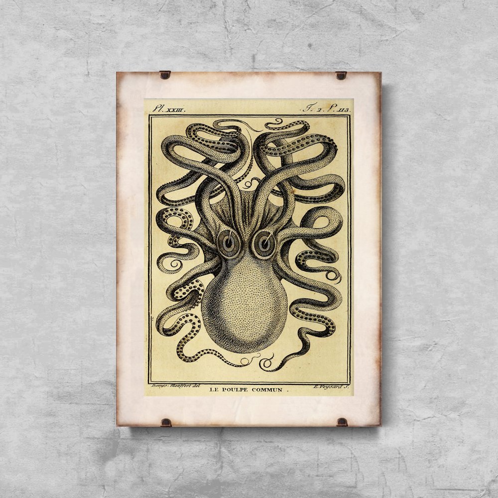 Plakat vintage Ośmiornica Haeckel Ernst