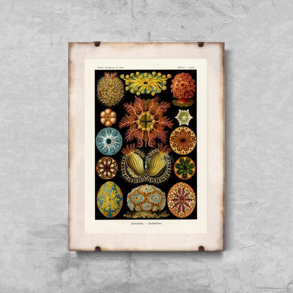 Retro plakat Ascidiae Haeckel Ernst
