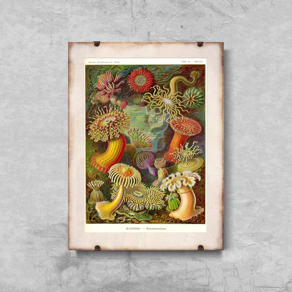 Plakat retro do salonu Actiniae Haeckel Ernst