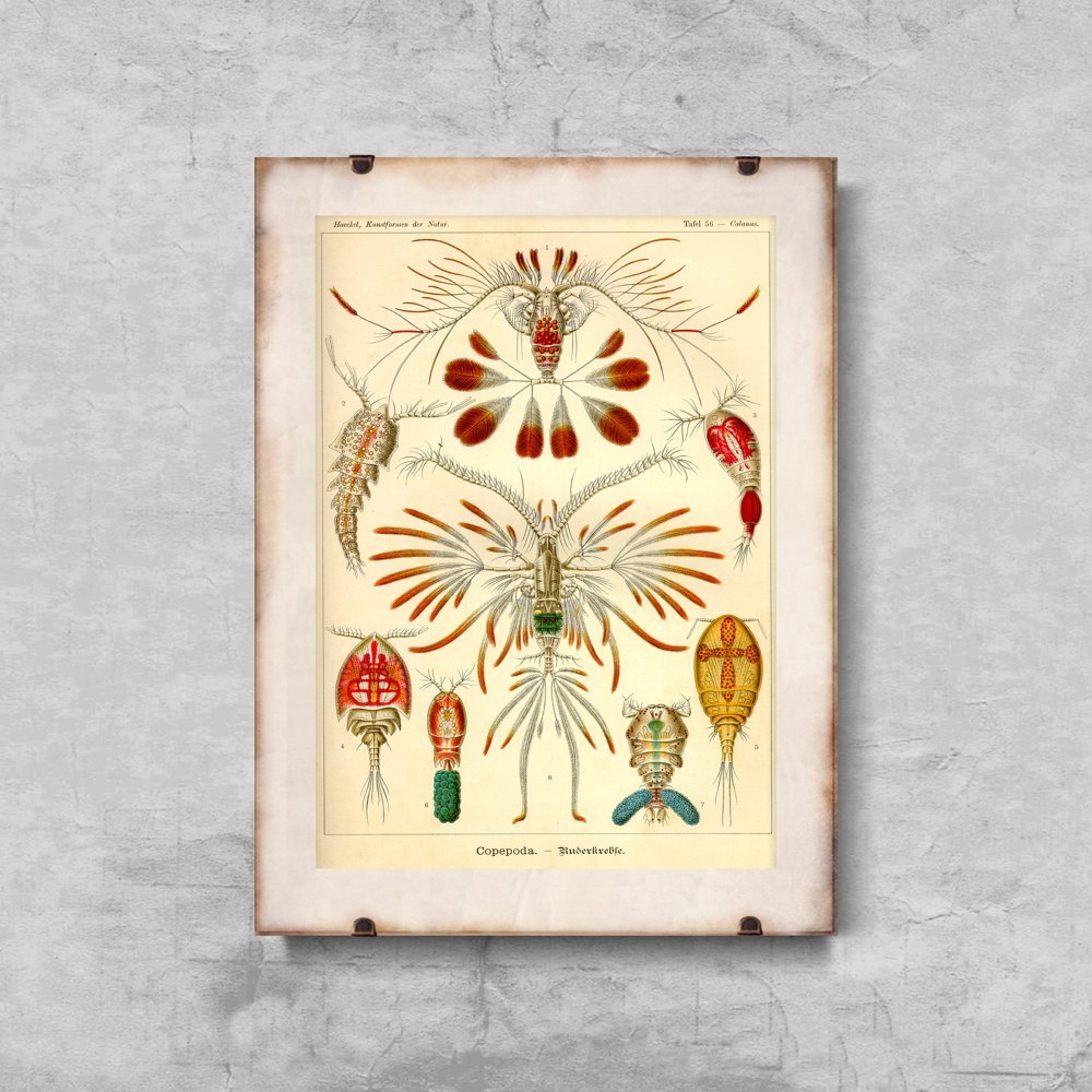 Plakatyw  stylu retro Marine Copeoda Ernst Haeckel