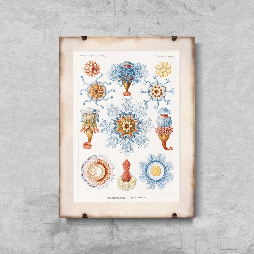 Plakat na ścianę Siphonophorae Ernst Haeckel