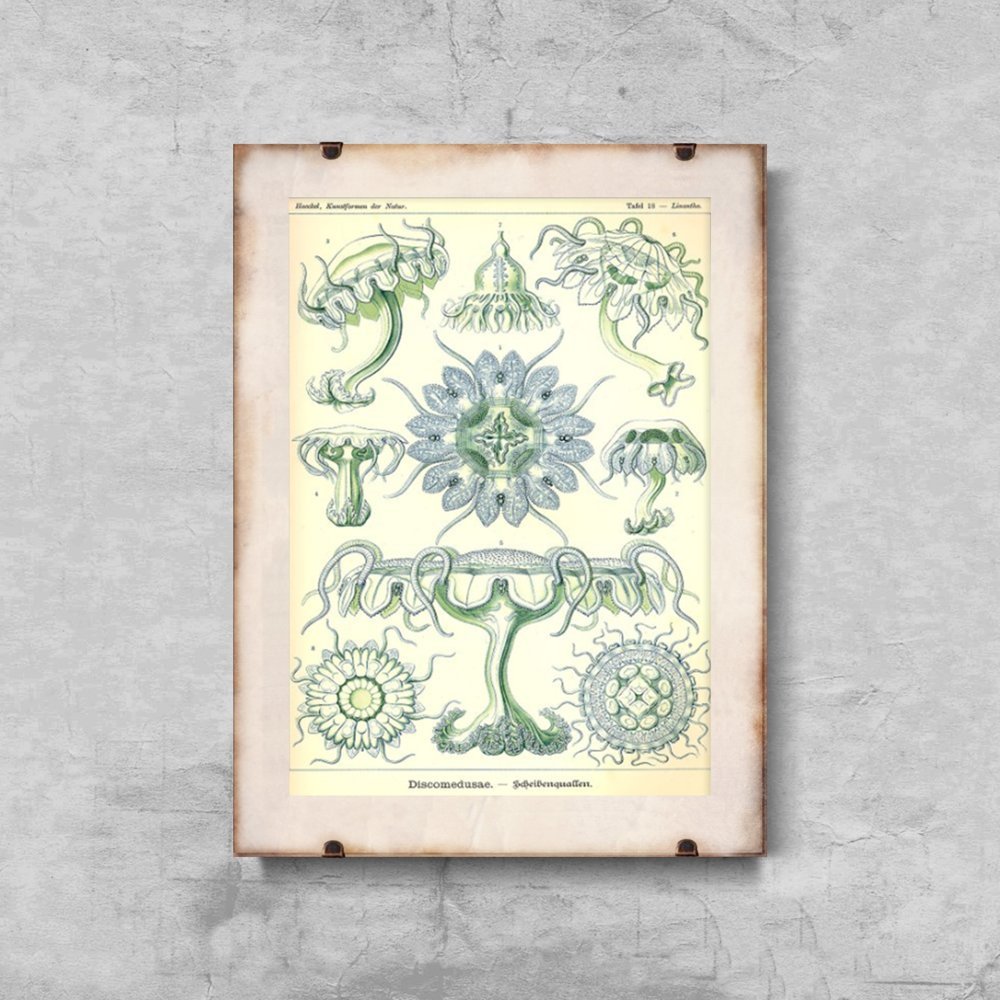 Plakat do pokoju Meduza morska Ernst Haeckel