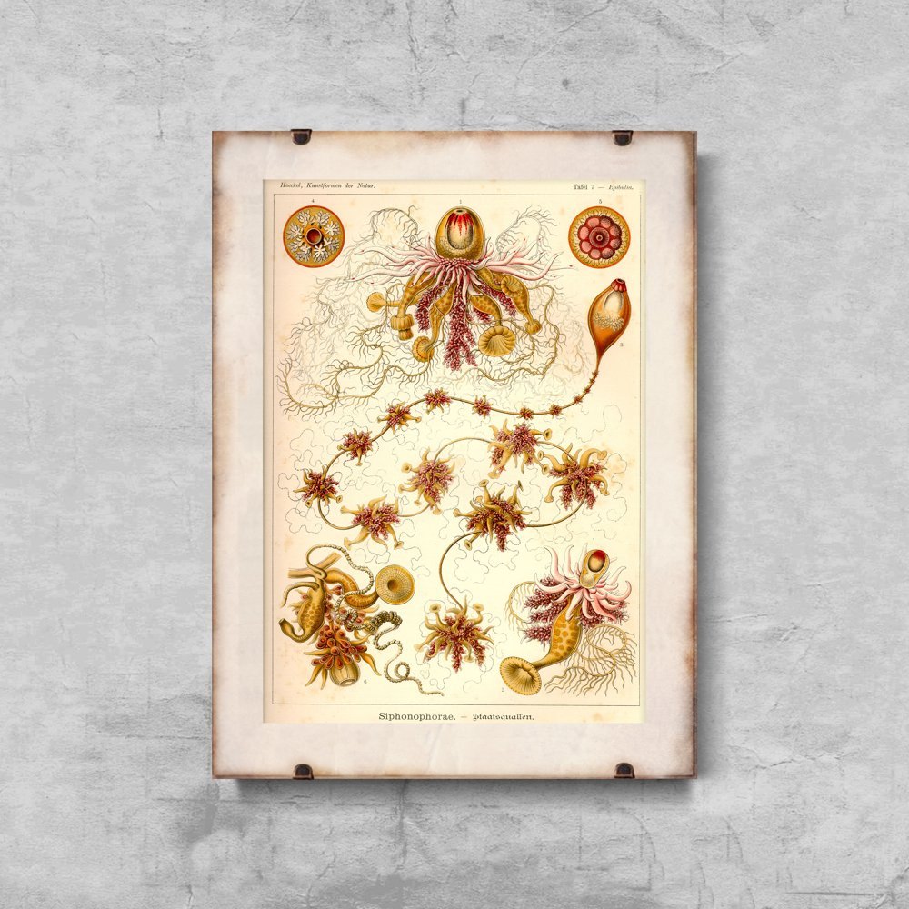 Retro plakat Siphonophorae Ernst Haeckel