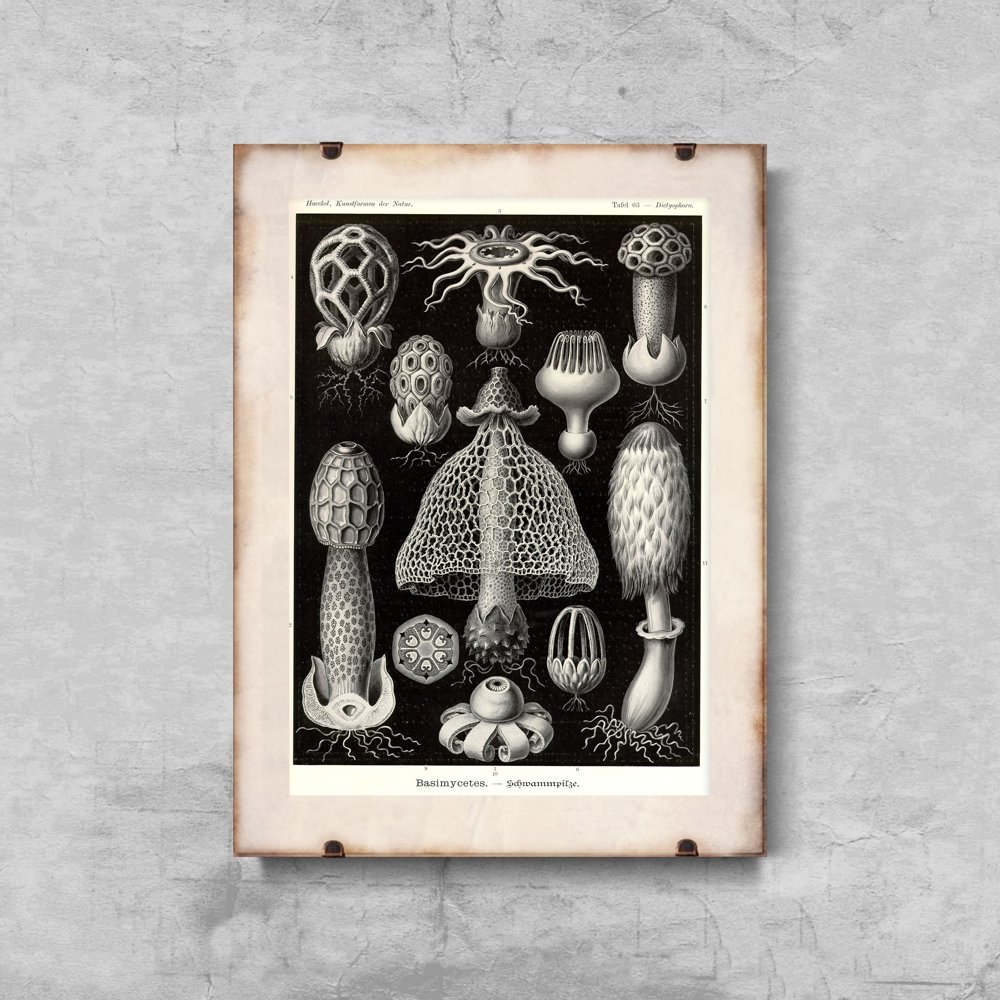 Plakat retro do salonu Grzyby morskie Ernst Haeckel