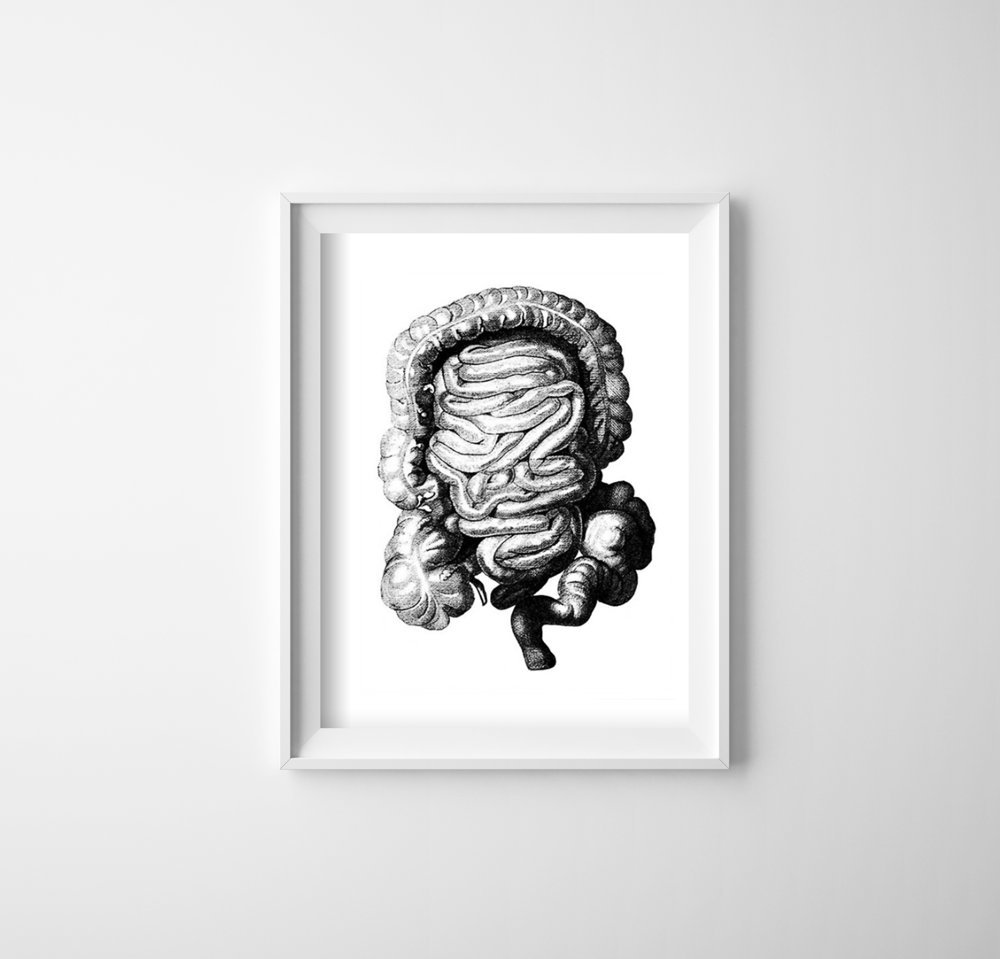 Plakat retro Anatomiczny odcisk jelita grubego