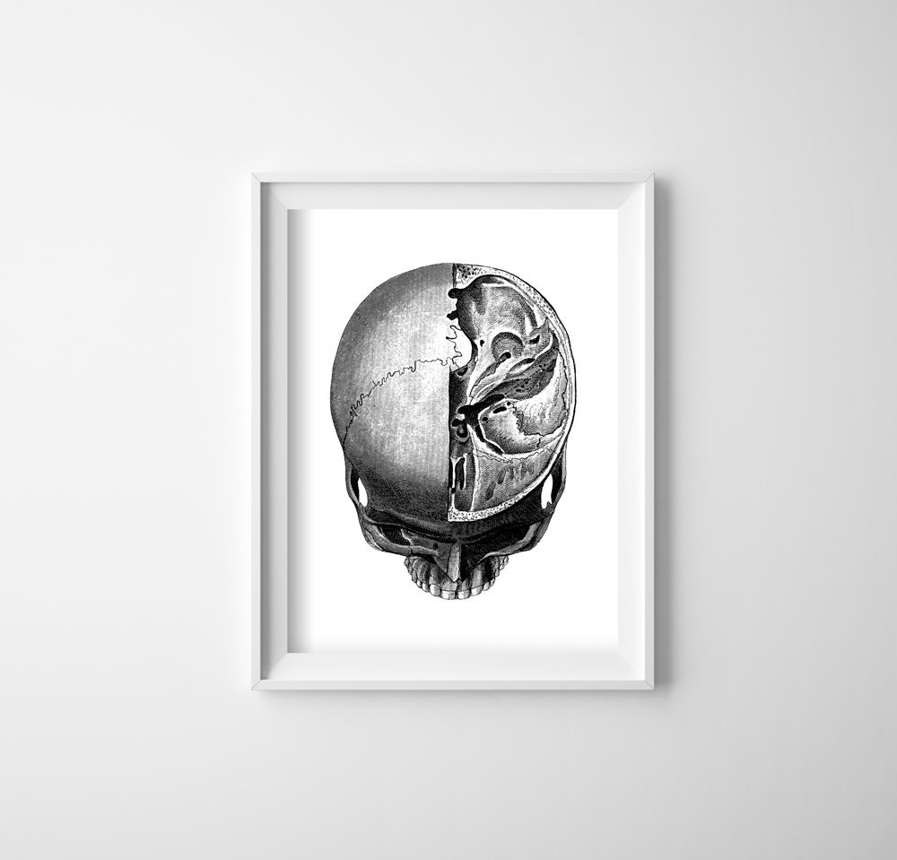 Plakat na ścianę Anatomiczne odciski głowy Skullt
