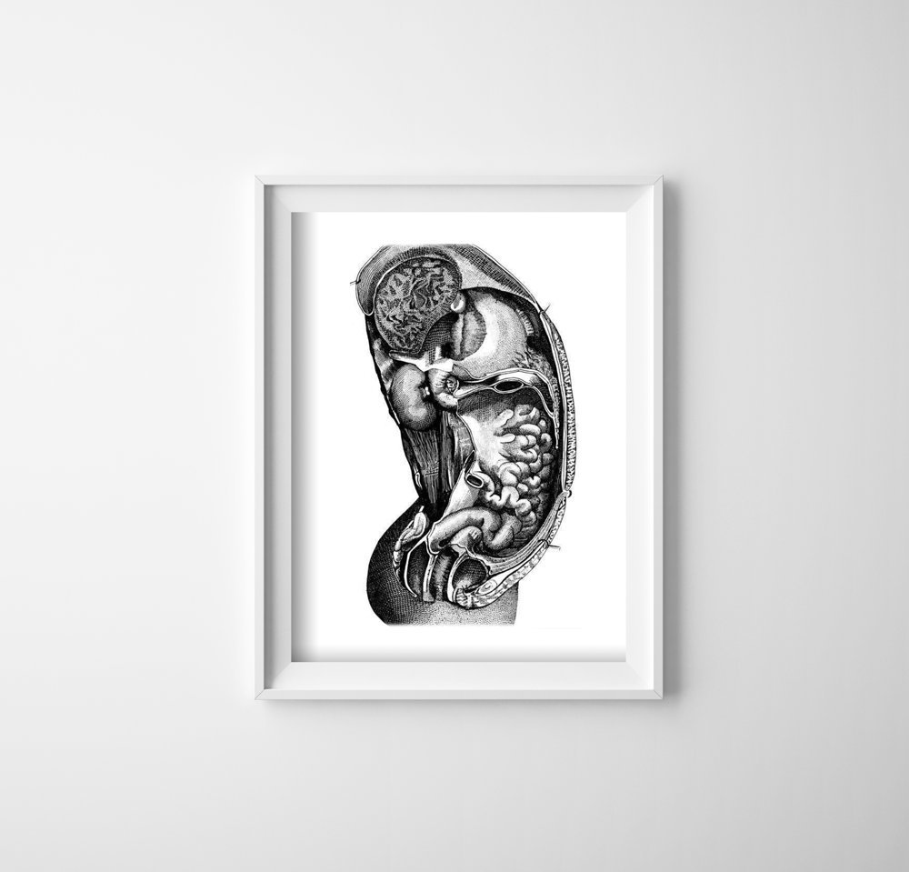 Plakat retro do salonu Anatomiczne wnętrze narządu
