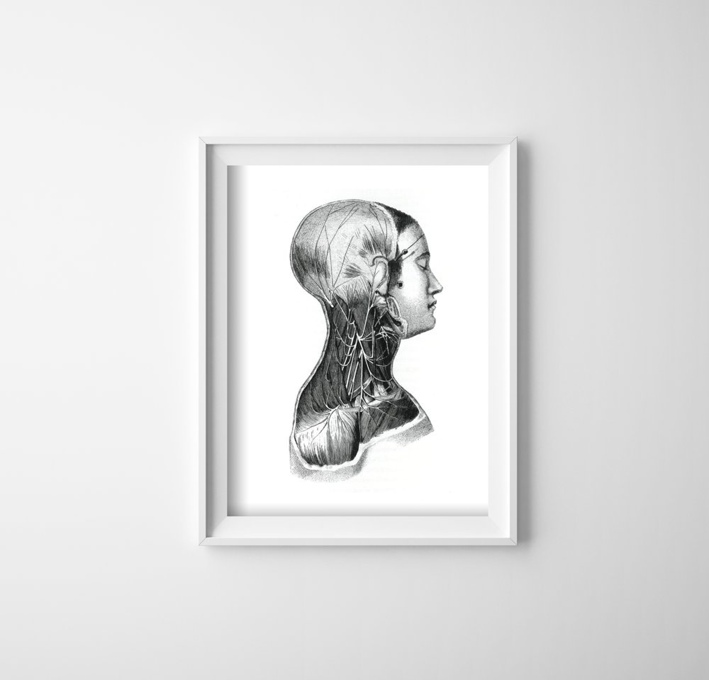 Plakatyw  stylu retro Anatomiczne nadruki na mięśniach szyi