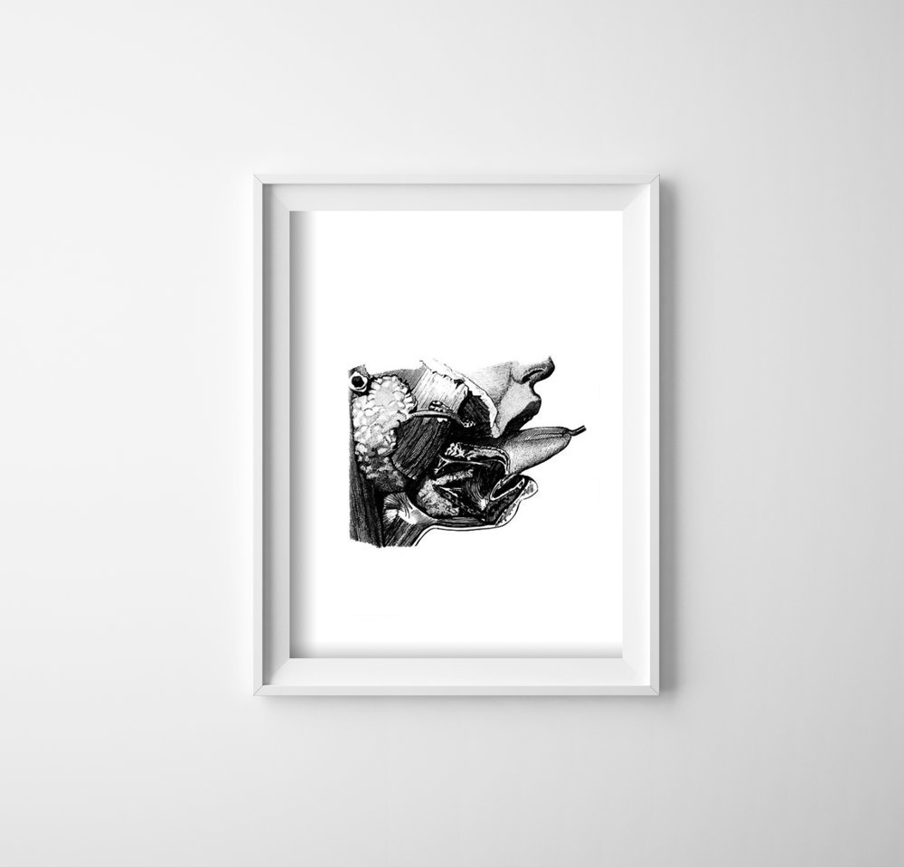 Plakat na ścianę Anatomiczne nadruki Usta języka