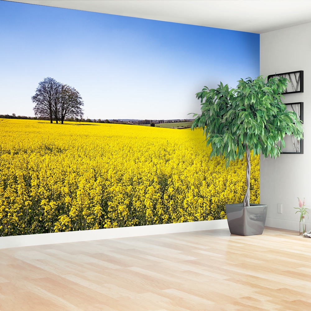 Fototapeta Pole rzepaku