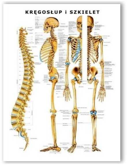Plansza anatomiczna z uchwytem do zawieszenia - Kręgosłup i szkielet - pomoc dydaktyczna, wyposażenie gabinetów medycznych i fizjoterapeutycznych