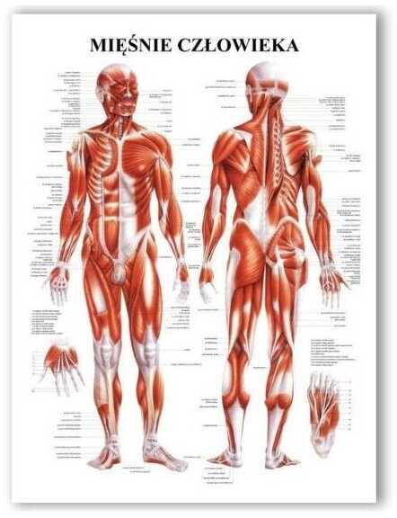 Plansza anatomiczna z uchwytem do zawieszenia - Mięśnie człowieka - pomoc dydaktyczna, wyposażenie gabinetów medycznych i fizjoterapeutycznych